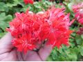 Pelargonium 