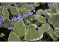 Brunnera macrophylla 