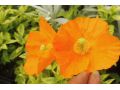 Meconopsis cambrica var. aurantiaca - mákovník velšský oranžový