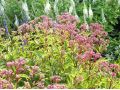 Eupatorium ( Eutrochium ) 