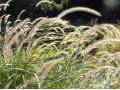 Pennisetum orientale 