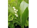 Convallaria majalis 