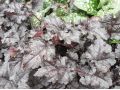 Astilbe 