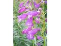 Penstemon x mexicali 