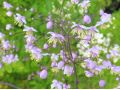 Thalictrum 