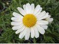 Leucanthemum graminifolium - kopretina trávolistá