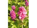 Agastache  