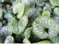 Brunnera macrophylla 