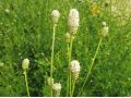 Sanguisorba officinalis 