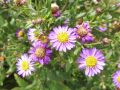 Aster ageratoides 