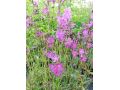 Lychnis viscaria ssp. atropurpurea  - smolnička