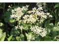 Aster macrophyllus ' Albus ' - hvězdnice velkolistá