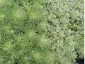 Artemisia schmidtiana ' Nana Attraction ' - pelyněk