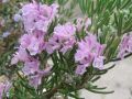 Rosmarinus officinalis ´ Majorcan Pink ´ - rozmarýn lékařský růžový