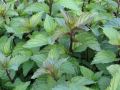 Mentha spicata 