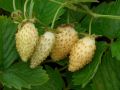 Fragaria vesca 