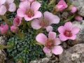 Saxifraga 