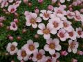 Saxifraga 