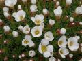 Saxifraga 