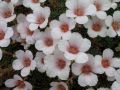 Saxifraga 