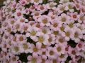 Saxifraga 