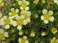 Saxifraga 