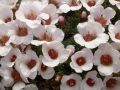 Saxifraga 