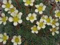 Saxifraga 