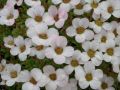 Saxifraga 