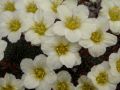 Saxifraga 