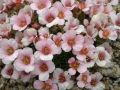 Saxifraga 