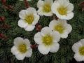 Saxifraga 