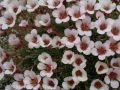 Saxifraga 