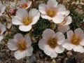 Saxifraga 