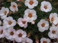 Saxifraga 