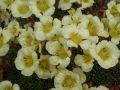 Saxifraga 