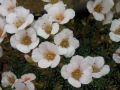 Saxifraga 