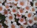 Saxifraga 