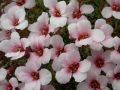 Saxifraga 