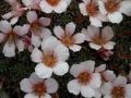 Saxifraga 