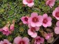 Saxifraga 