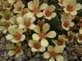 Saxifraga 