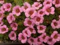 Saxifraga 