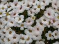 Saxifraga 