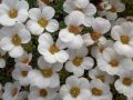 Saxifraga 