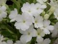 Primula allionii 