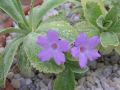 Primula marginata 