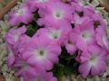 Primula allionii 
