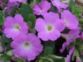 Primula allionii 