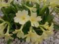 Primula allionii 